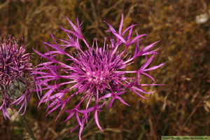 Väddklint, Centaurea scabiosa